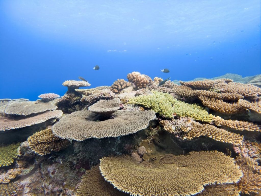 Samsung-Mobile-Galaxy-S26-series-Ocean-Mode-Coral-in-Focus-Engage-for-Goods-2026-Halo-Awards_main1